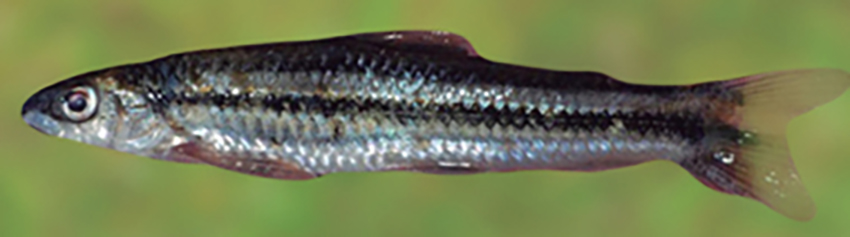 Apareiodon vittatus (photo from Casciotta et al. 2016)