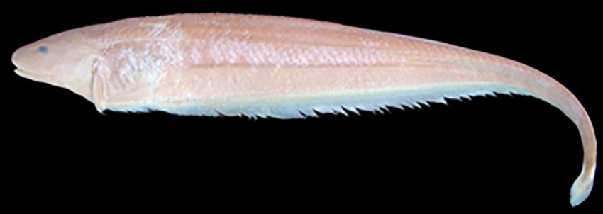 Apteronotus ellisi (photo: Fishbase)