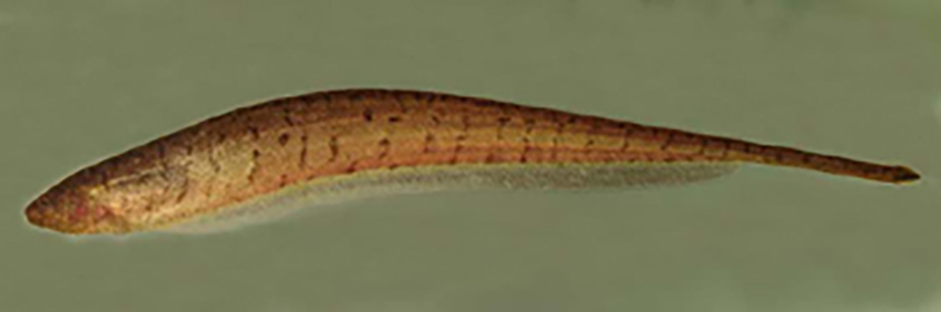 Brachyhypopomus draco (from publication)