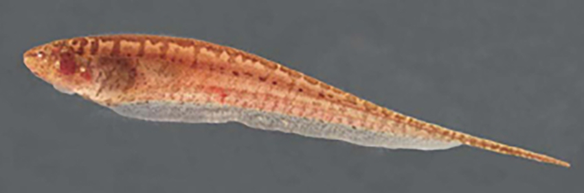 Brachyhypopomus gauderio (from publication)