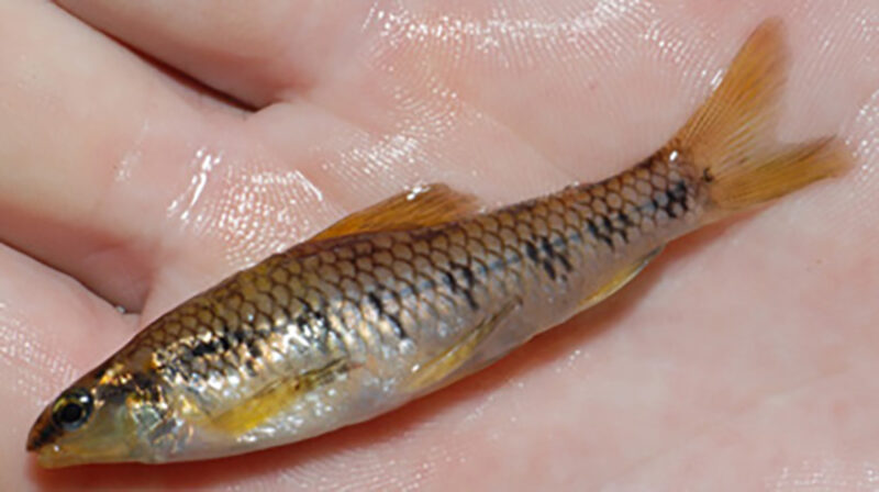 Characidium heirmostigmata