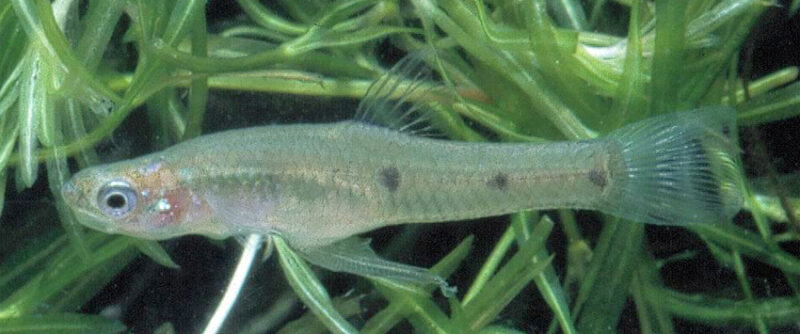 Cnesterodon raddai sp.nov. from Formosa, Argentina Peces Criollos