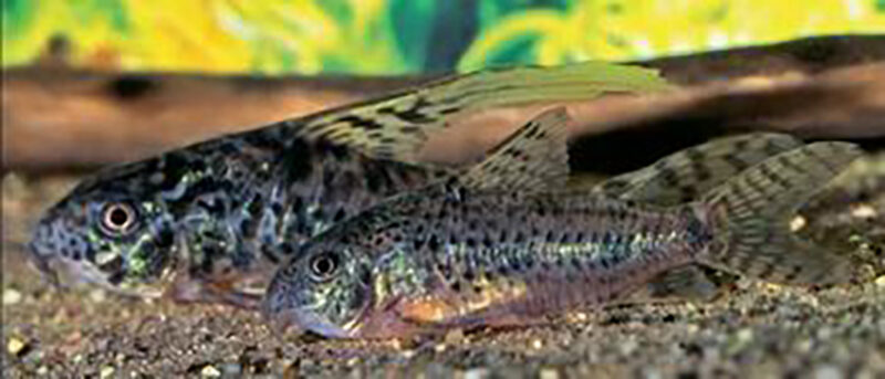 Corydoras longipinnis sp.nov. from Argentina Peces Criollos
