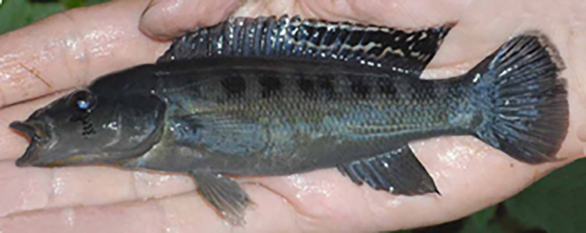 Crenicichla hu, paratypes, male and female (photos from publication)