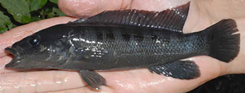 Crenicichla hu, paratypes, male and female (photos from publication)