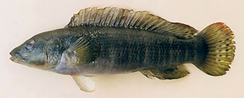 Crenicichla jupiaensis (photo: Ivan Sazima, FishBase)