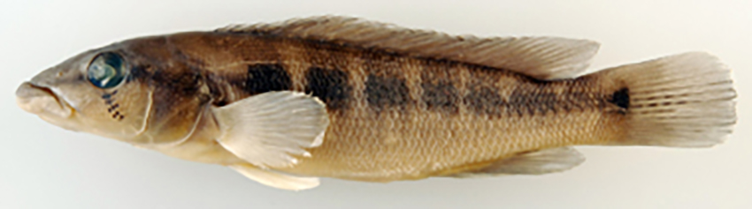 Crenicichla taikyra, dead holotype and alive paratype (photos from publication)