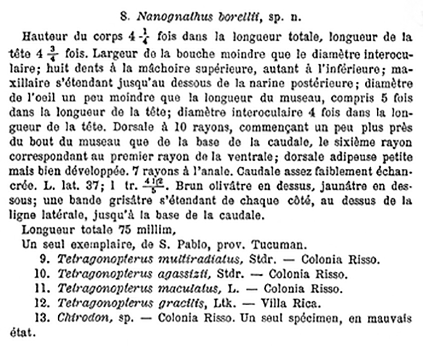 Ctenobrycon multiradiatus - extract from Boulenger's text
