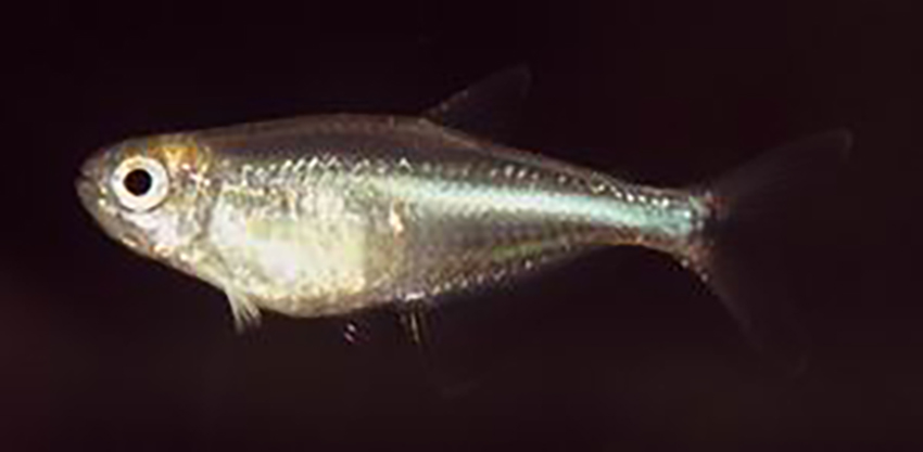 Cyanocharax uruguayensis, young female (photo: J. Pfleiderer)