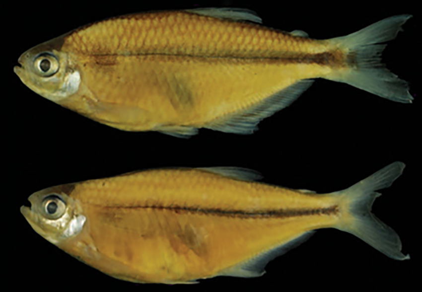 Diapoma nandi, male holotype and female paratype (photo from publication)
