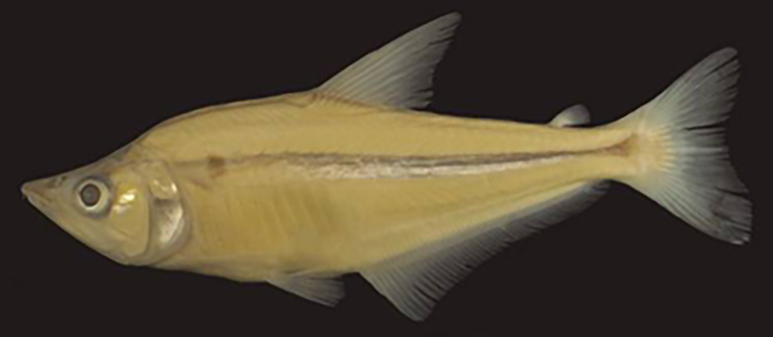 Galeocharax humeralis (photo from publication)