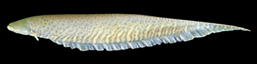Gymnotus inaequilabiatus (photo: Fishbase)
