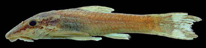Hisonotus yasi (photo from Baumgartner et al. 2012)