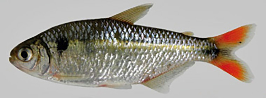 Hyphessobrycon togoi (photo: Wilson S. Serra, from publication)