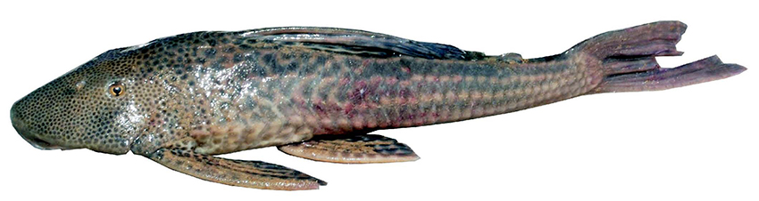 Hypostomus aspilogaster (from publication)