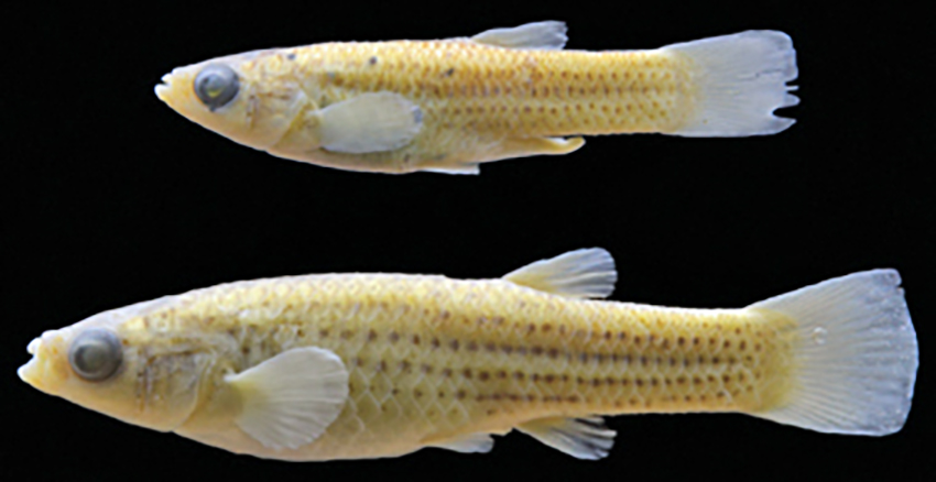 Jenynsia luxata, male holotype and female paratype (photo from publication)