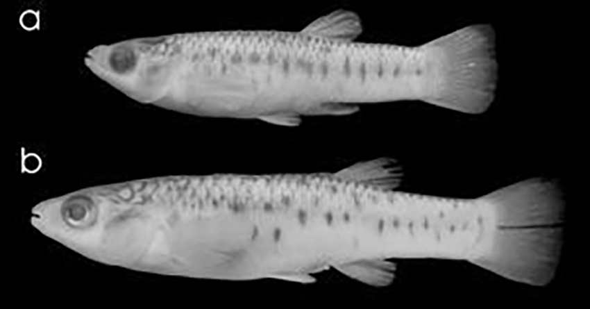 Jenynsia tucumana - male holotype and female paratype (photo from publication)
