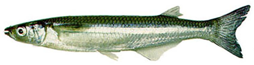 Odontesthes argentinensis (photo: Fishbase)