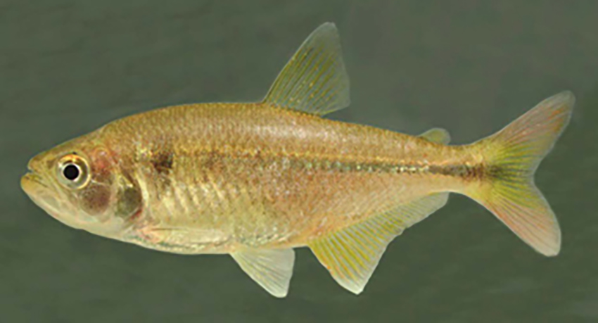 Oligosarcus pintoi (photo from publication)