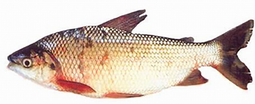 Prochilodus lineatus (photo from Wikimedia Commons)