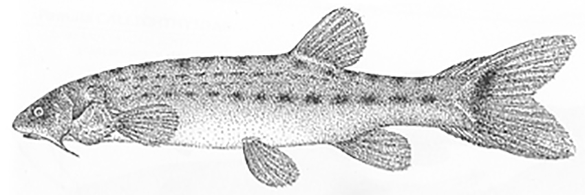 Pseudostegophilus maculatus (drawing from Reichert Lang 2001)