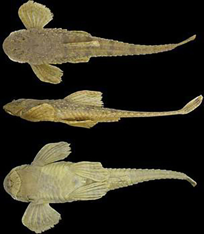 Rineloricaria isaaci sp.nov from the Uruguay river Peces Criollos