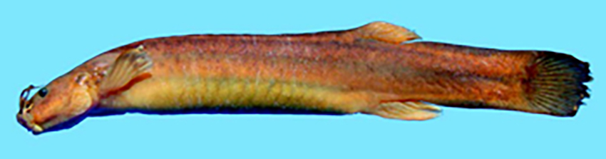 Silvinichthys gualcamayo (photo from publication)