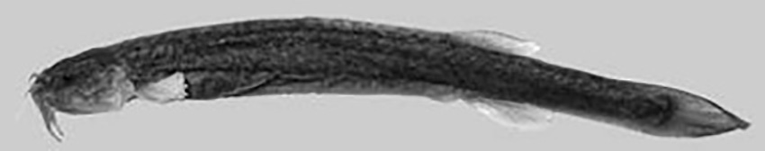 Silvinichthys leoncitensis (from publication)