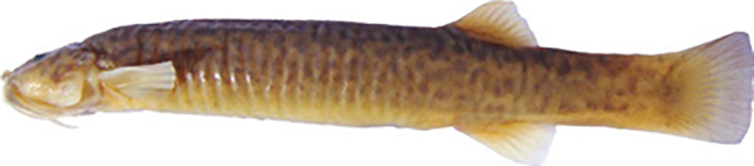 Silvinichthys pachonensis, holotype (photo from publication)