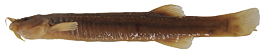Silvinichthys pedernalensis, holotype (photo from publication)