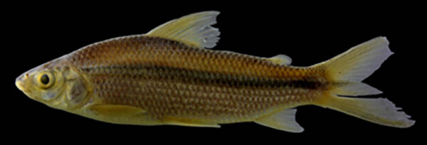 Steindachnerina insculpta - first record from Argentina - Peces Criollos