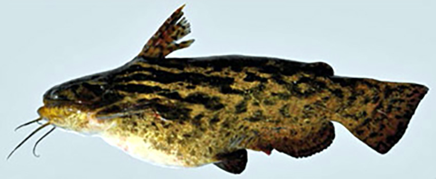 Trachelyopterus lucenai (photo: Wilson S. Serra, from publication)