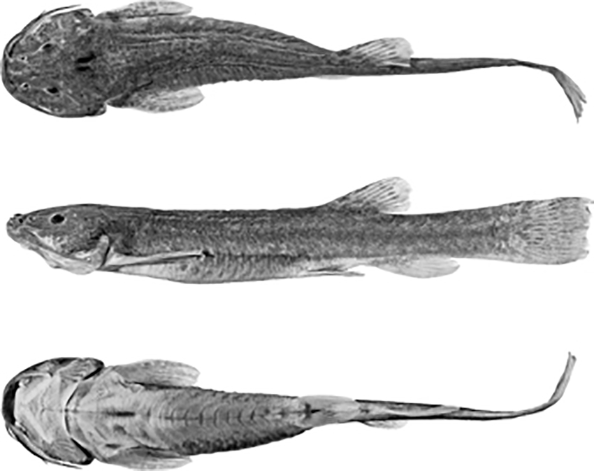 Trichomycterus hualco, holotype (from publication)