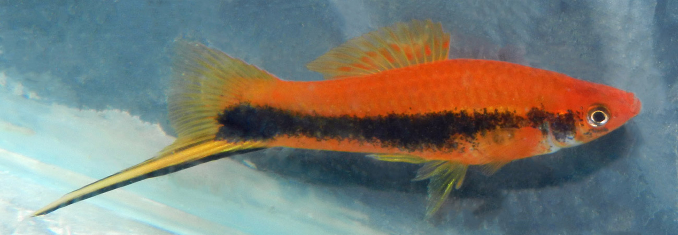 Xiphophorus hellerii, tuxedo red