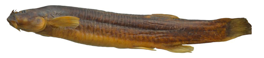 Trichomycterus puna, holotype (photo from description)
