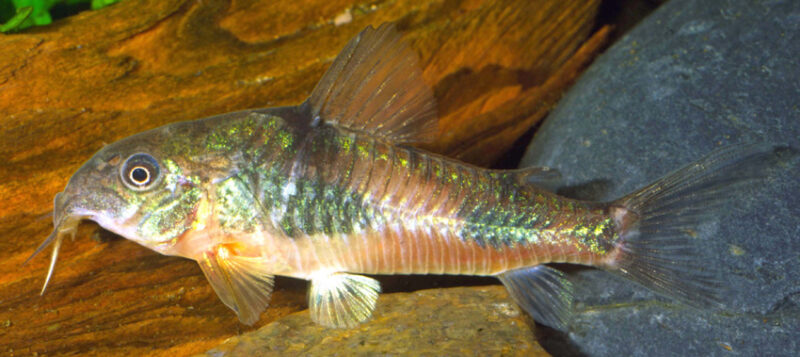 Hoplisoma ehrhardti - comb.nov. from Corydoras - Peces Criollos